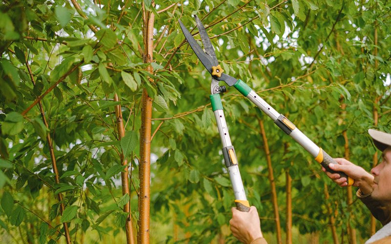 Tree trimming in Hanlontown, IA